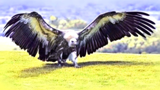 Wandering Albatross soaring above the ocean